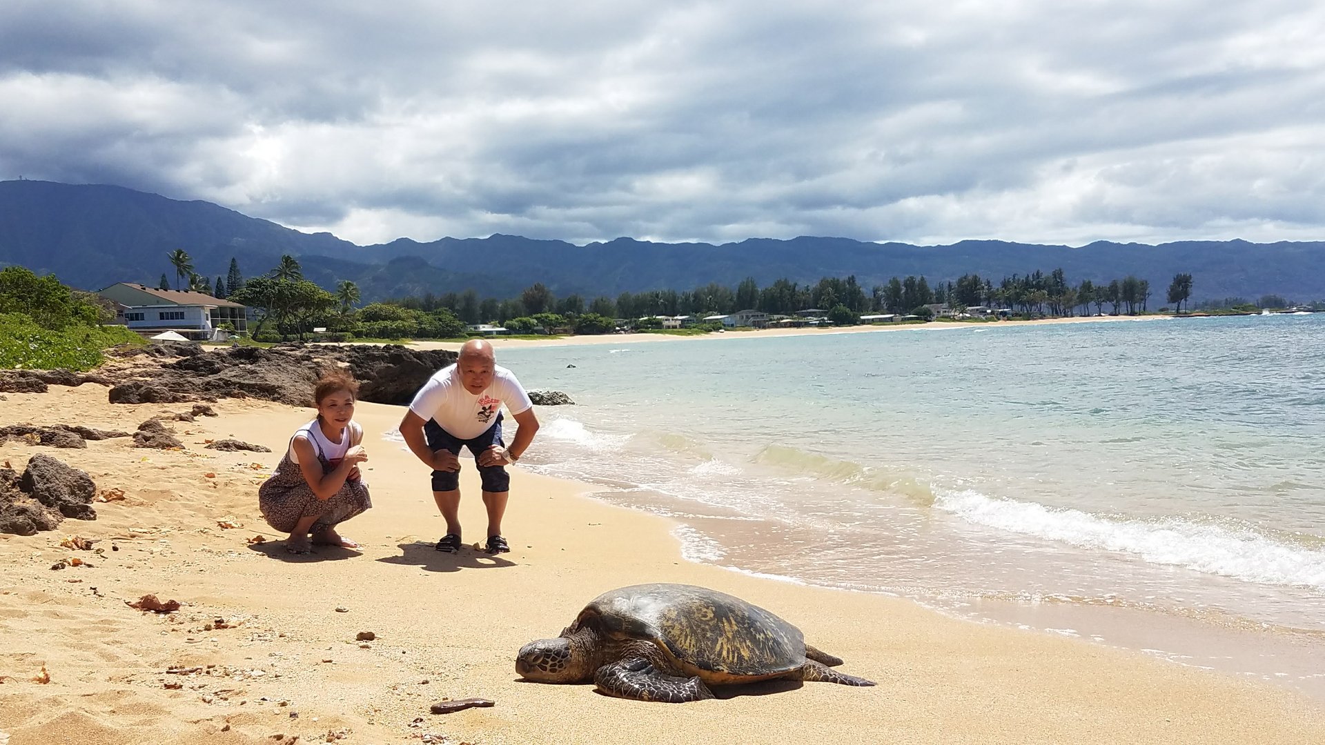 ウミガメのクローズアップ