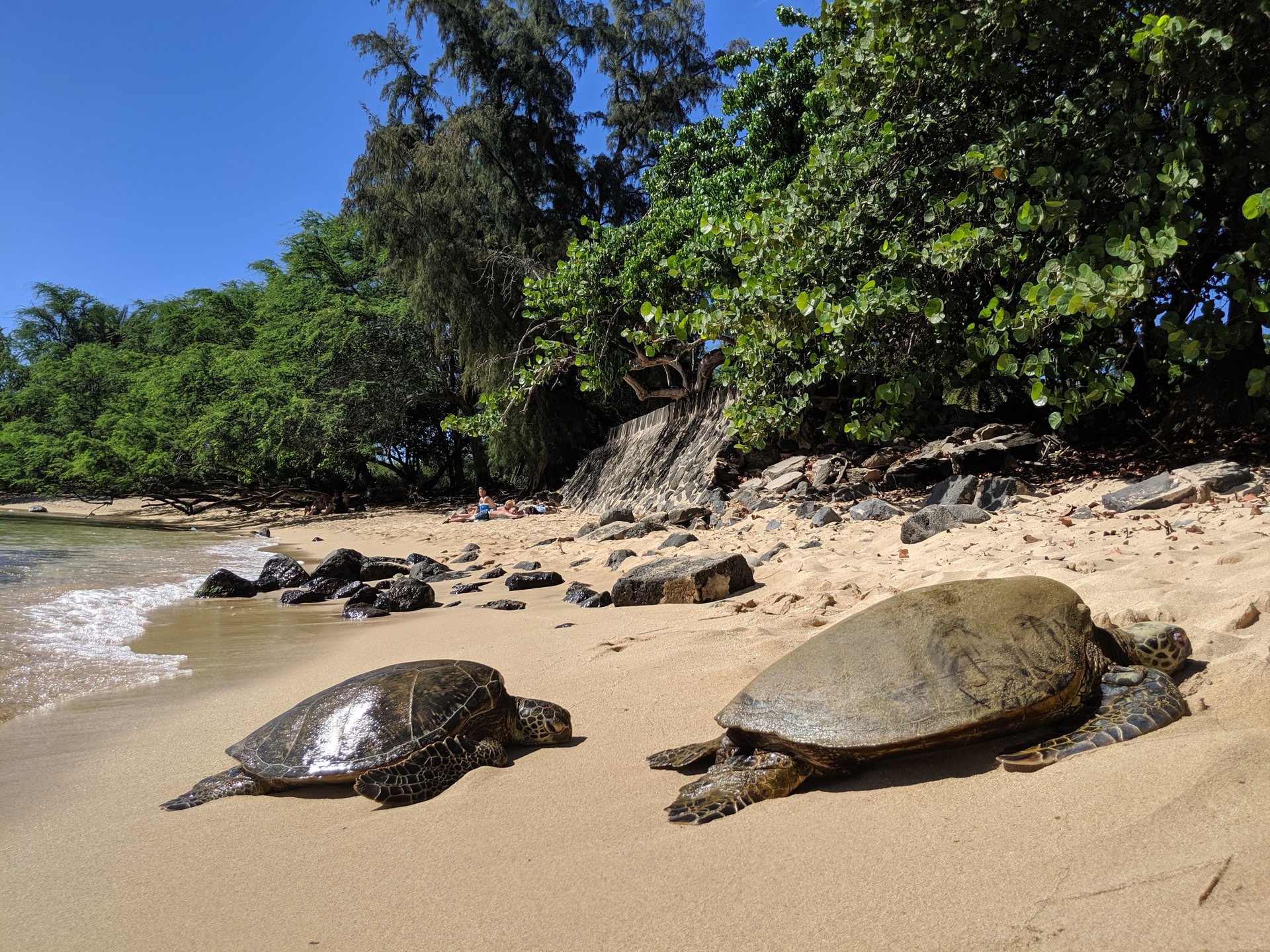 ラニアケア ウミガメ