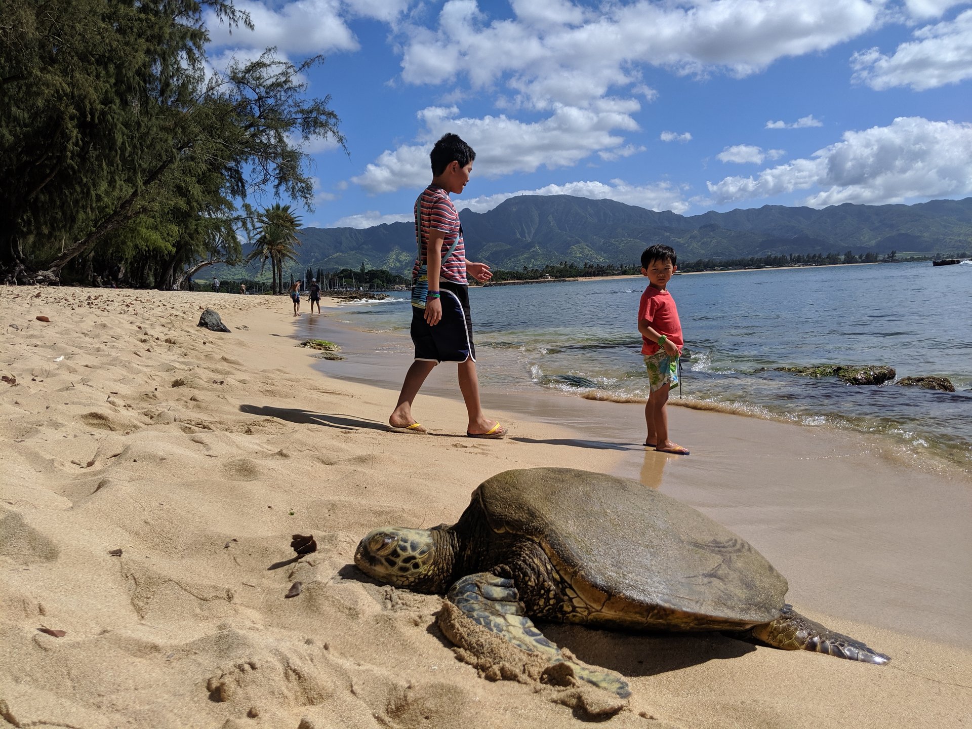 お子様とウミガメ