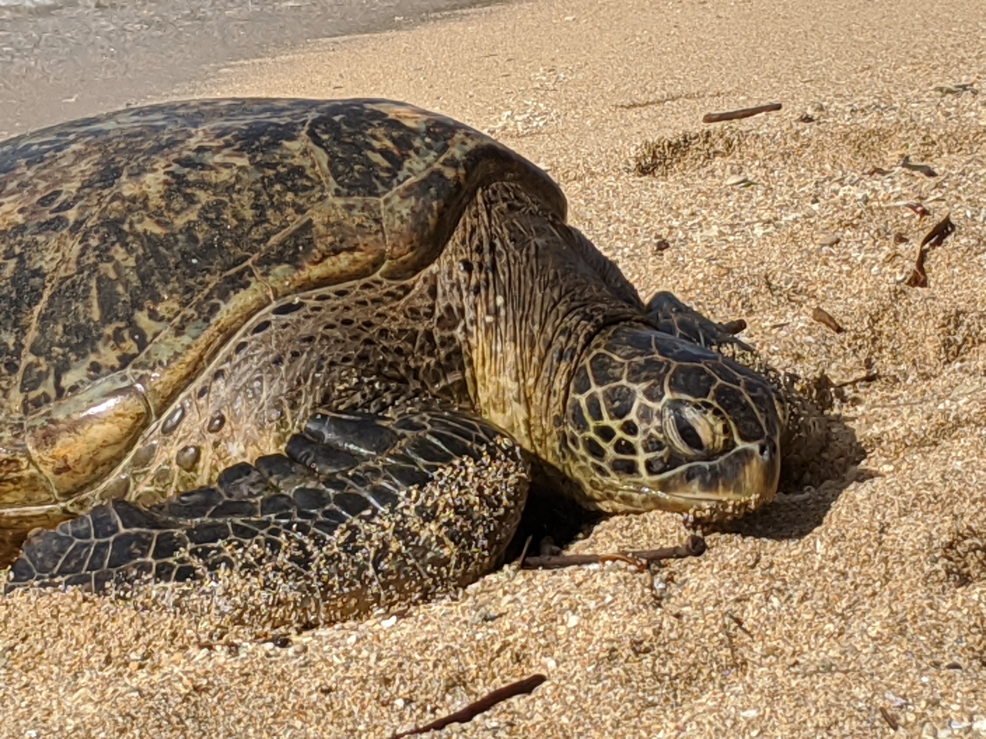 グリーンシータートルのクローズアップ