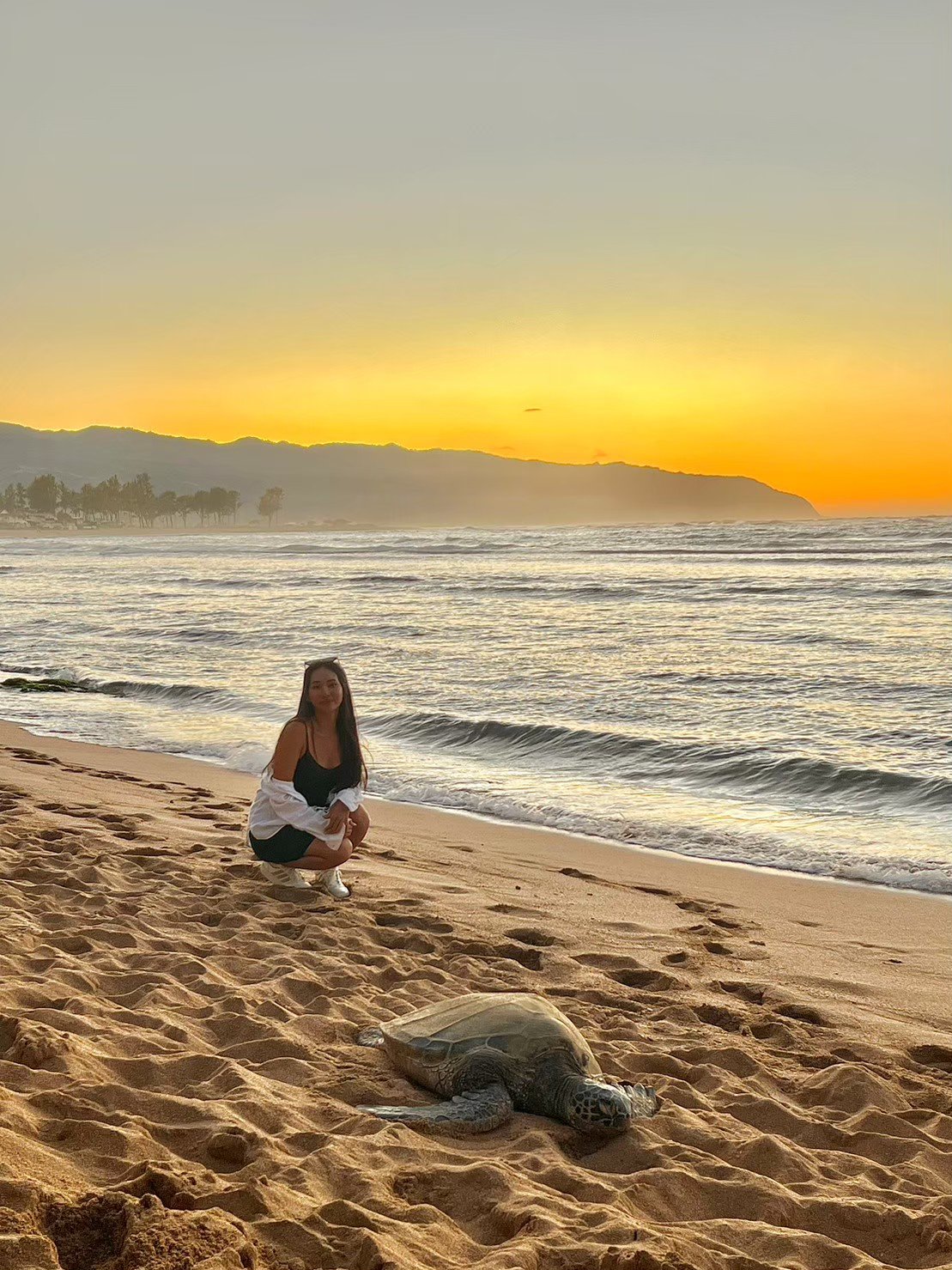 ノースショア ウミガメとサンセット オアフ島プライベートツアー