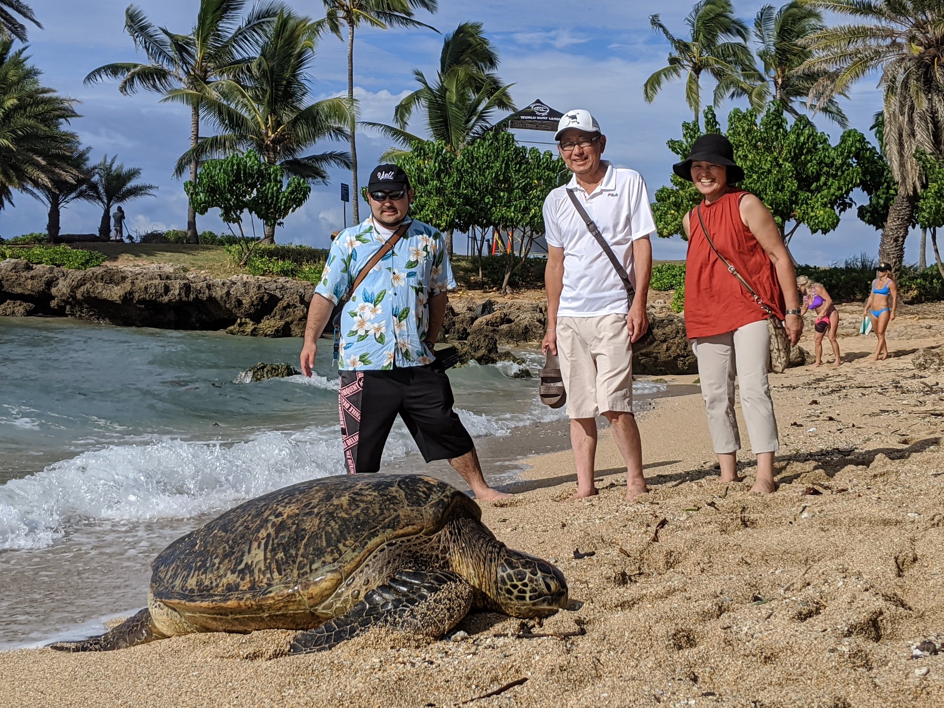 ツアーゲストとウミガメ