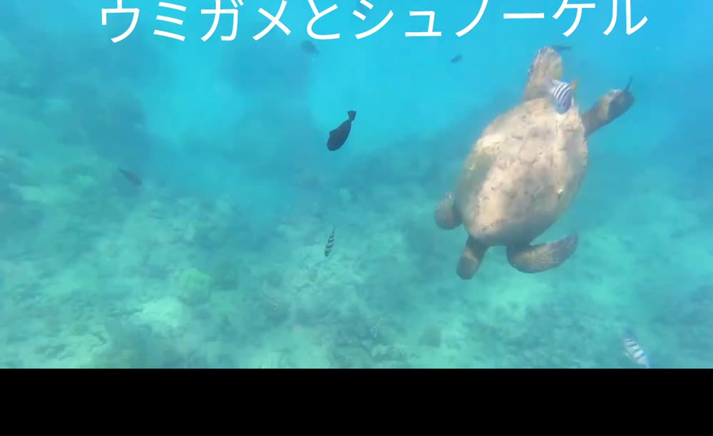 サンゴ礁の上を泳ぐアオウミガメと熱帯魚